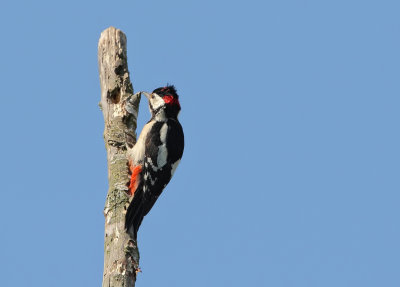 Grote Bonte Specht (Great Spotted Woodpecker)