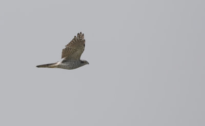 Havik (Northern Goshawk)