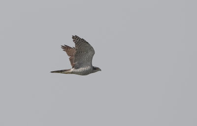 Havik (Northern Goshawk)