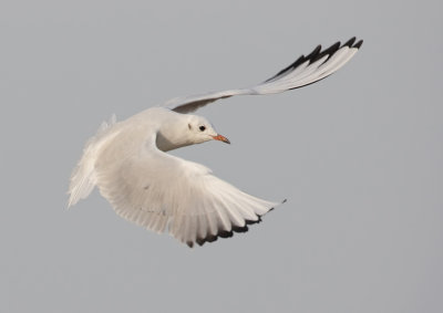 Kokmeeuw (Black-headed Gull)