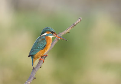 IJsvogel (Common Kingfisher)