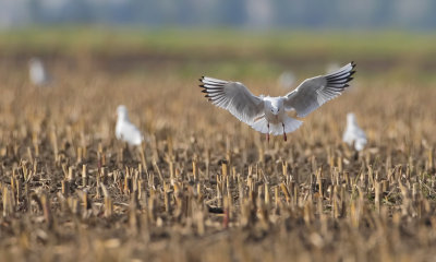 Kokmeeuw (black-headed Gull)