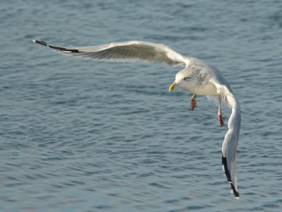 gulls