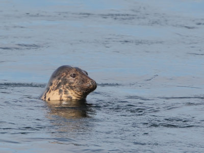 Grijze Zeehond (Grey Seal)
