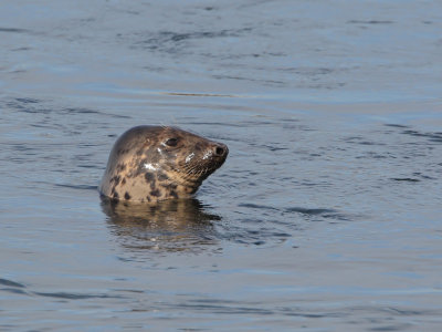 Grijze Zeehond (Grey Seal)