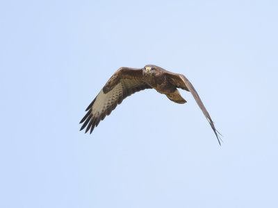 Buizerd (Common Buzzard)