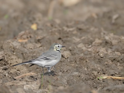 Witte Kwikstaart (White Wagtail)