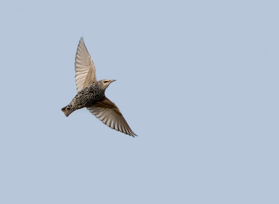Spreeuw (Common Starling)