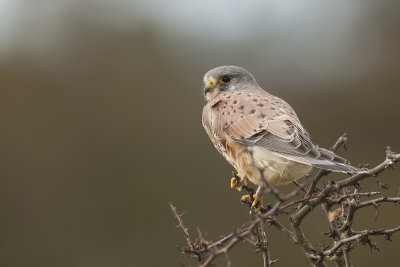 Torenvalk (Common Kestrel)