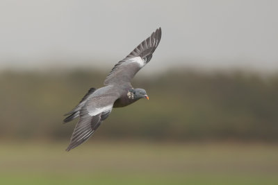 Houtduif (Common Wood Pigeon)