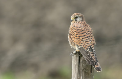 Torenvalk (Common Kestrel)