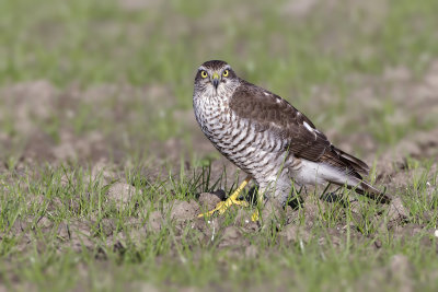 Sperwer (Eurasian Sparrowhawk)