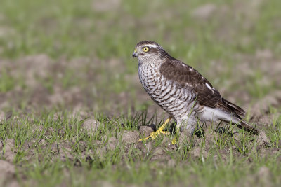 Sperwer (Eurasian Sparrowhawk)