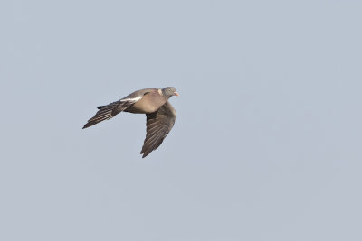 Houtduif (Common Wood Pigeon)