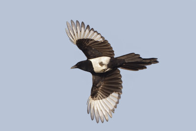 _Ekster (Eurasian Magpie)