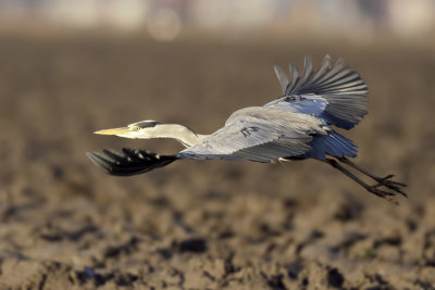 Blauwe Reiger (Grey Heron)