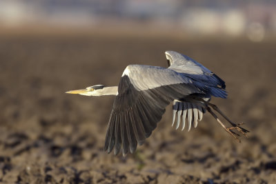 Blauwe Reiger (Grey Heron)