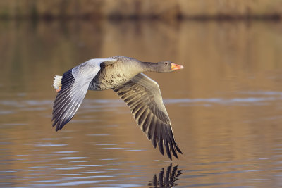 Grauwe Gans (Greylag Goose)