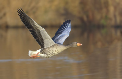 Grauwe Gans (Greylag Goose)