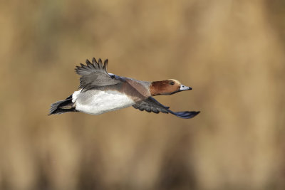 Smient (Eurasian Wigeon)