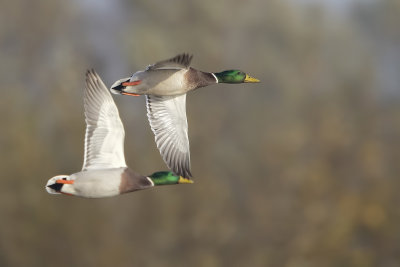 Wilde Eend (Mallard)