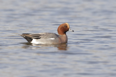 Smient (Eurasian Wigeon)