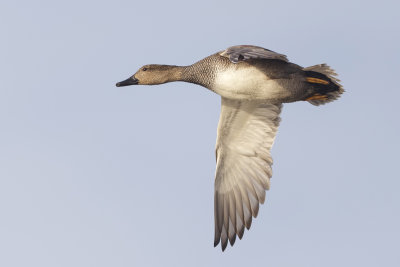 Krakeend (Gadwall)