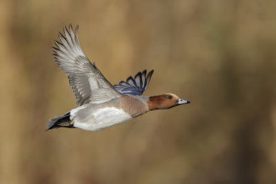Smient (Eurasian Wigeon)