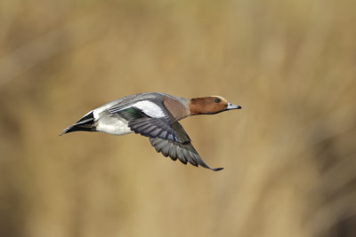 Smient (Eurasian Wigeon)