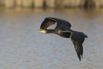 Aalscholver (Great Cormorant)
