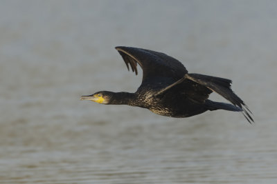 Aalscholver (Great Cormorant)