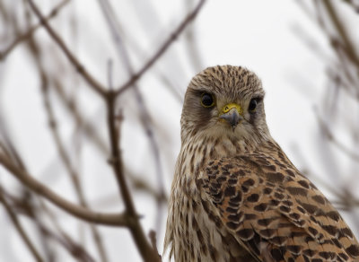 Torenvalk (Common Kestrel)