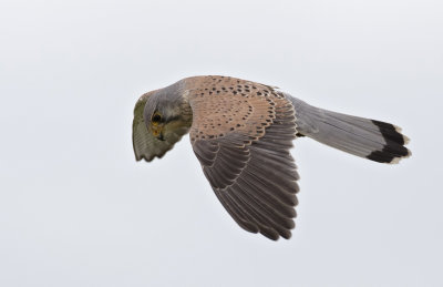 Torenvalk (Common Kestrel)