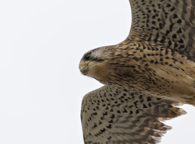 Torenvalk (Common Kestrel)