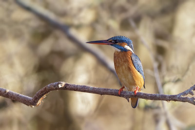 IJsvogel (Common Kingfisher)