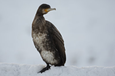 Aalscholver (Great Cormorant)