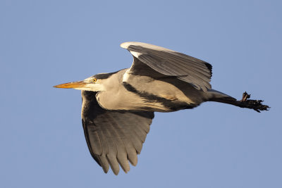 Blauwe Reiger (Grey Heron)
