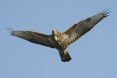 Buizerd (Common Buzzard)