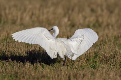 Kleine Zilverreiger (Little Egret)