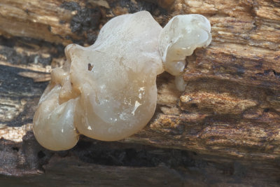 Echt Judasoor (witte var.) (Judas Ear Fungus) (Var. Lactea)