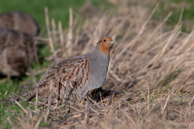 Patrijs (Grey Partridge)