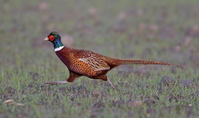 Fazant (Common Pheasant)