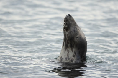 Grijze Zeehond (Grey Seal)