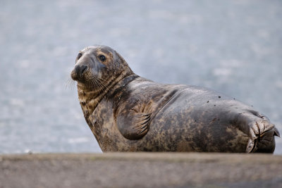 Grijze Zeehond (Grey Seal)