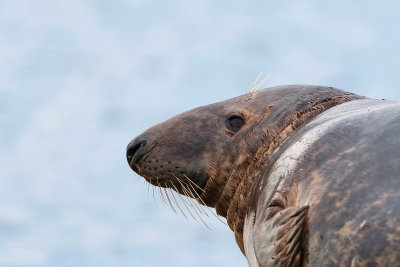 Grijze Zeehond (Grey Seal)