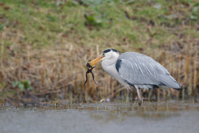 Blauwe Reiger (Grey Heron)