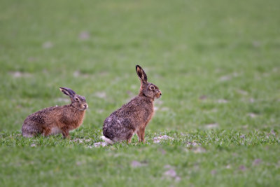 Haas (European Hare)