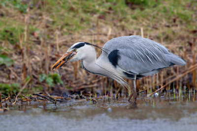 herons