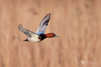Tafeleend (Common Pochard)