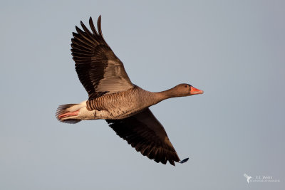 Grauwe Gans (Greylag Goose)